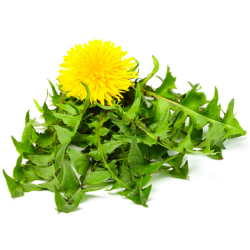 Dandelion Leaves